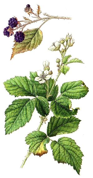 Brombeere